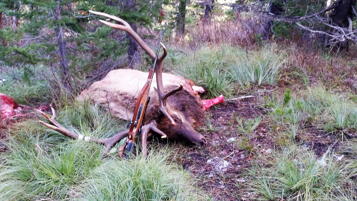 Two Medicine River bull elk