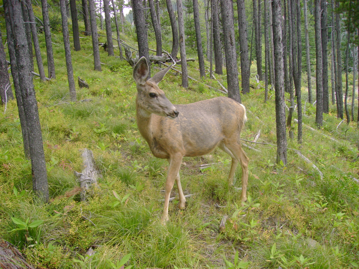 Mule Deer