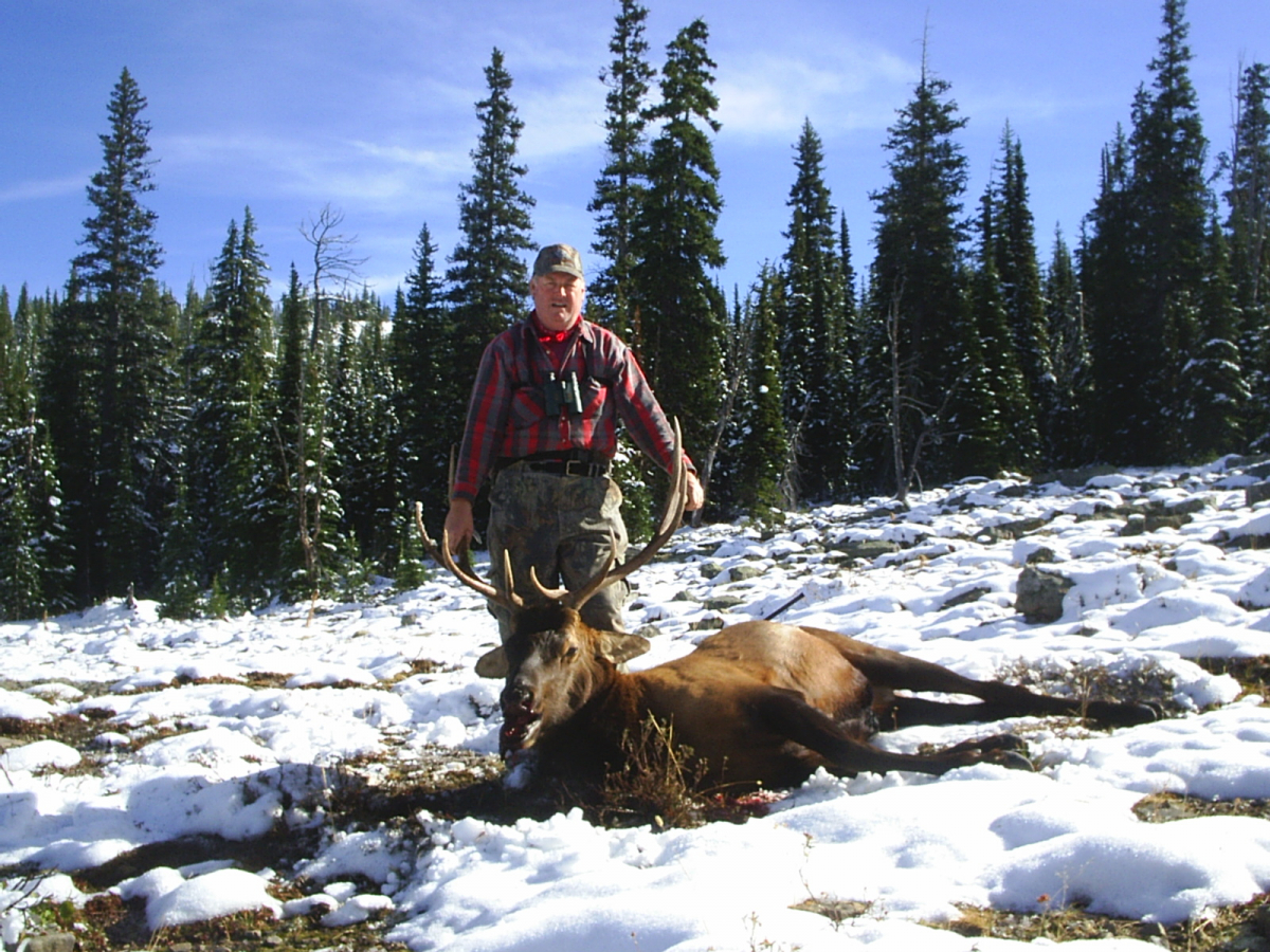 Bull elk