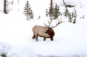 Bull Elk in snow