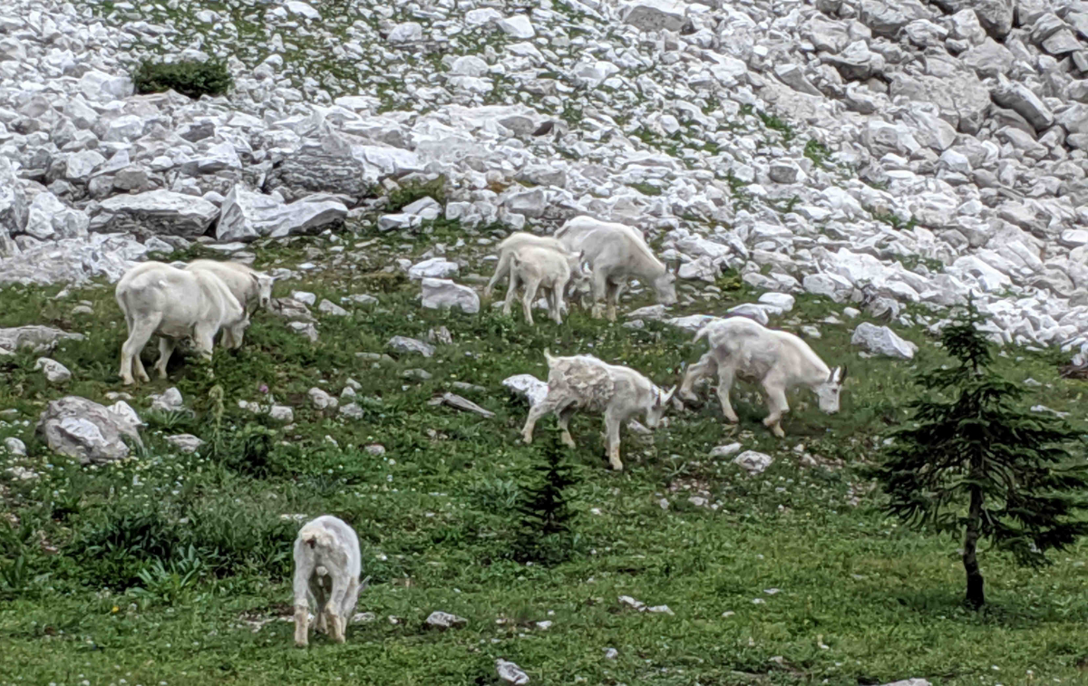 Mountain Goats