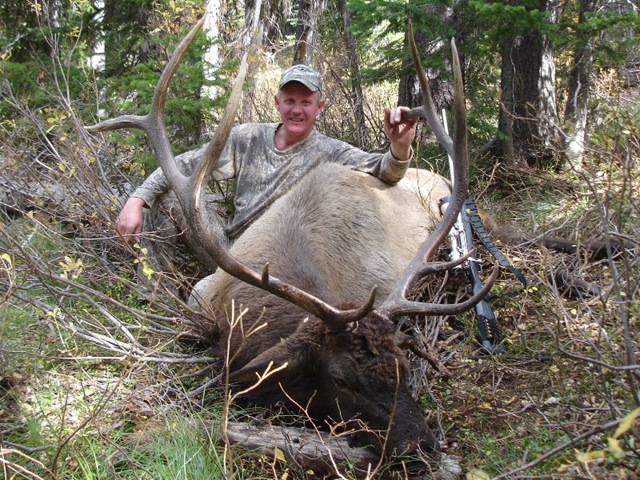 Early Season Bull